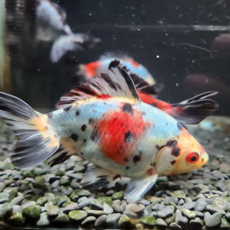 国産　キャリコ和金15㎝±（志村養魚場産）