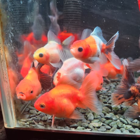 国産　ローズテールオランダ7㎝±