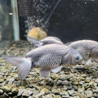 国産　青らんちゅう10㎝±（深見養魚場産）