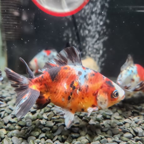 国産　江戸地金11㎝±（志村養魚場産）