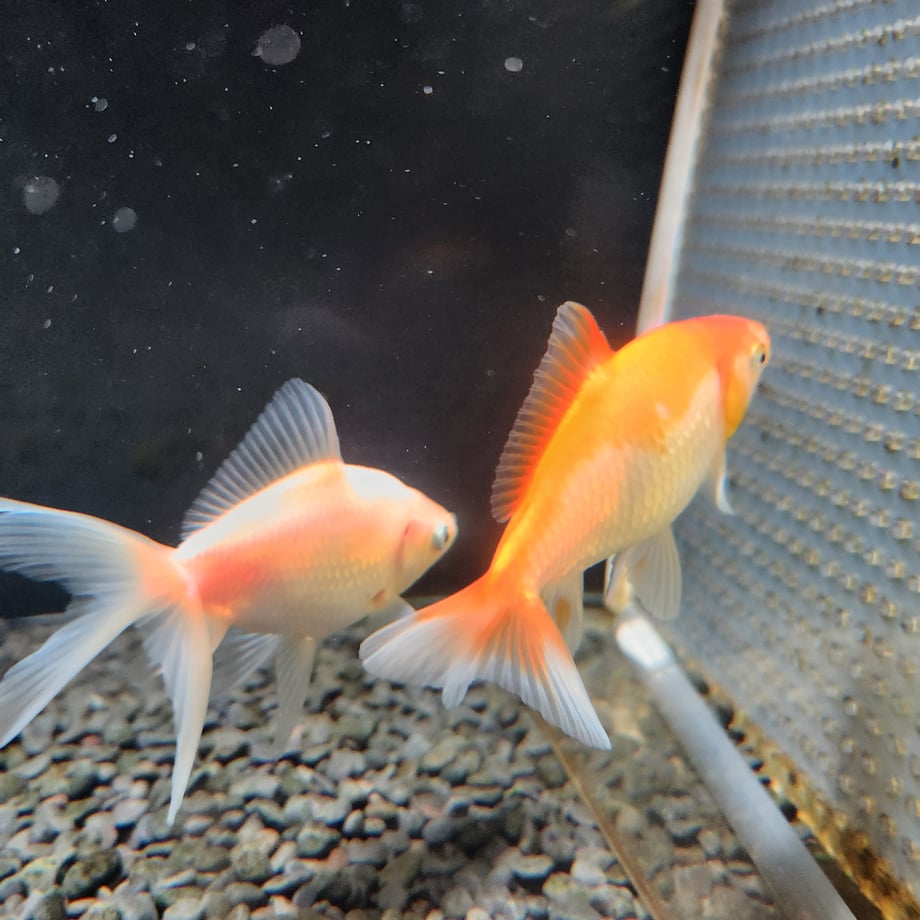 6aa6131f14452c434e5c7205