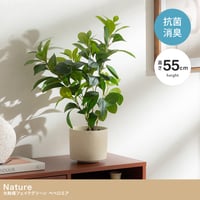 【高さ55cm】光触媒人工観葉植物 ペペロミア 幅30cm×奥行25cm×高さ55cm コンパクト 天然木 お部屋に気軽に飾れて空間を美しく彩るフェイクグリーン 本物の植物のようなリアルな質感とイン