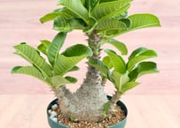 アガベ ホリダ錦 白中斑 Agave horrida varieg. | HOIKAWA CA
