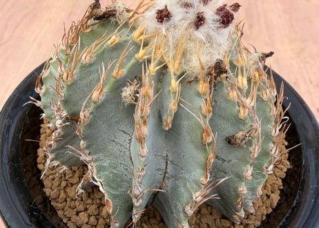 HOIKAWA CACTUS GARDEN