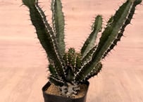 アデニア ケラマンサス 実生 Adenia keramanthus | HOIKAWA CAC