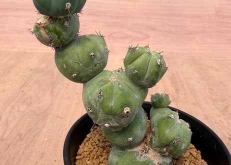 ITEM | HOIKAWA CACTUS GARDEN