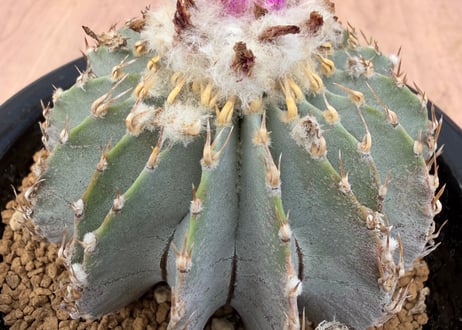 HOIKAWA CACTUS GARDEN