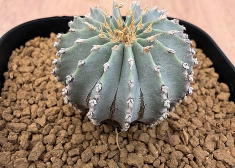 ITEM | HOIKAWA CACTUS GARDEN