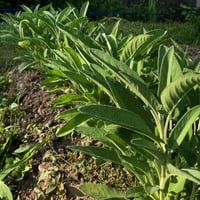 無農薬コモンセージ10g*パンかニンニクと同梱