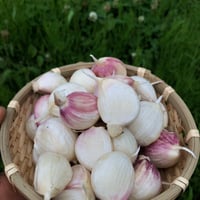 無農薬福地ホワイト1kg(サイズ混合バラ)