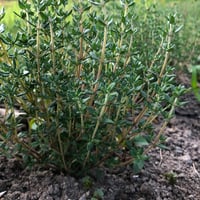 無農薬コモンタイム6g*パンかニンニクと同梱