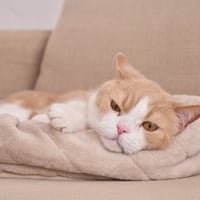 まるごと洗えるペットベッド 高さが調節できる猫用