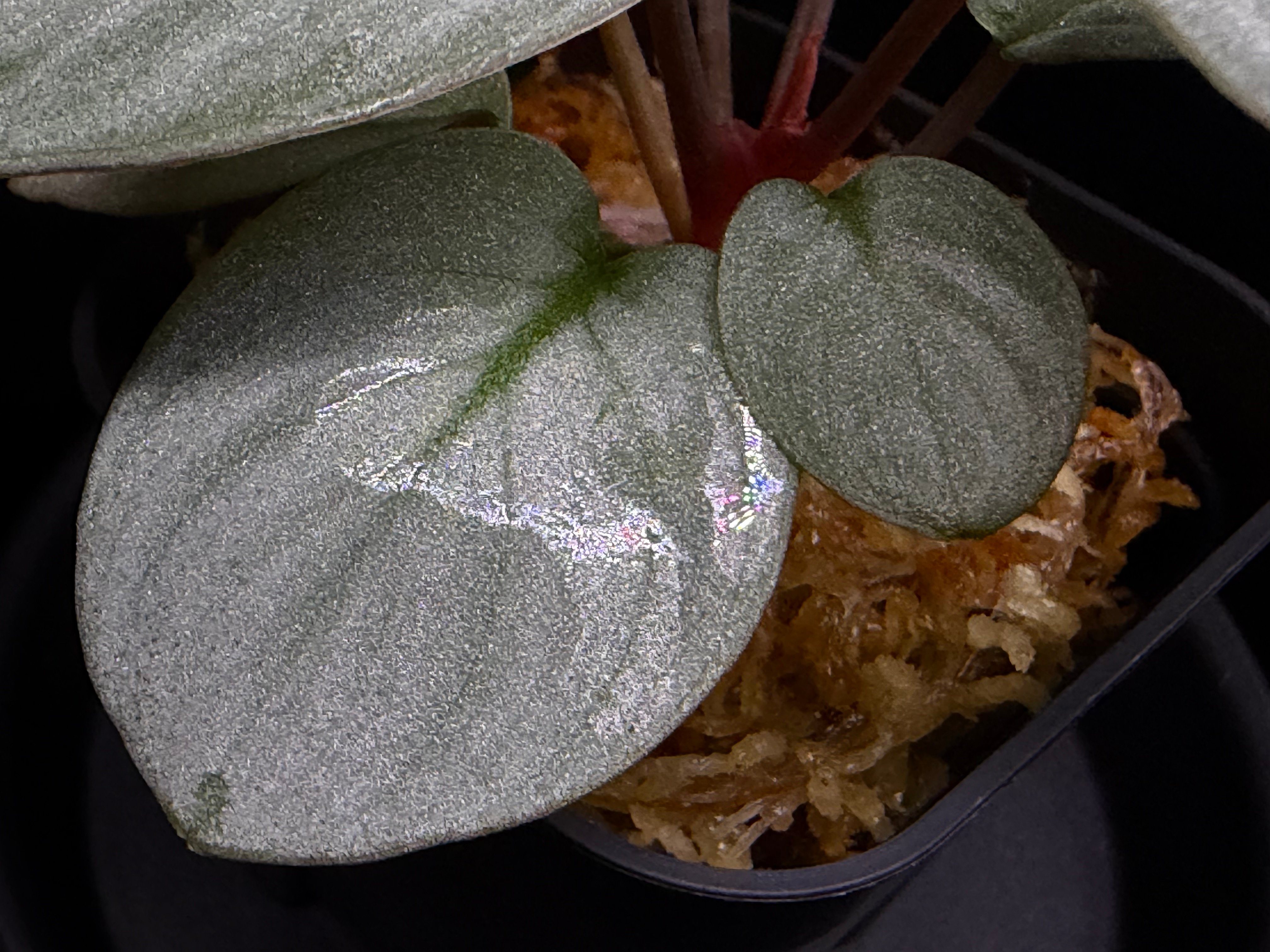 Homalomena Rec130 - K0721-f1 kzt便 | 369の杜(ミロクのもり)
