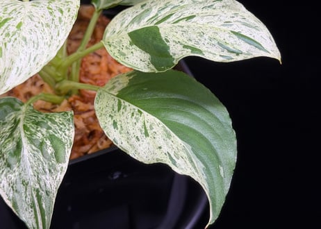 Homalomena sp. 'Variegata' "斑雪" Sumatra Selatan T-180323 TZ便