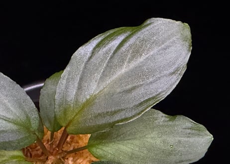 第一弾　Homalomena Hybrid【M0324-f1】
