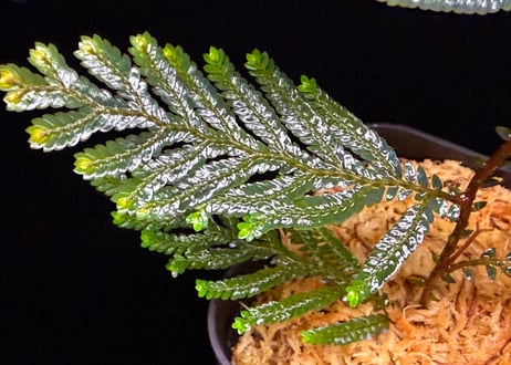 Selaginella sp. Ketapang Kal-bar T-04-0526　TZ便