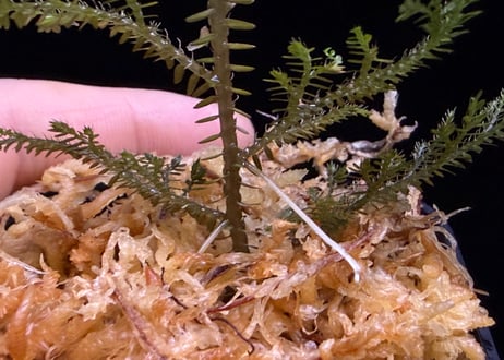 Selaginella sp. Ketapang Black Kal-bar T-04-0526　TZ便