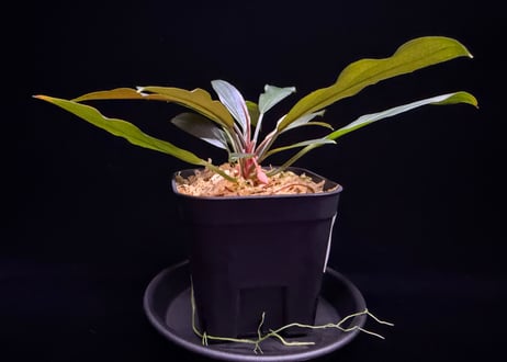 Homalomena sp. “濡烏” Riau sumatera【LA0518-02】LA便