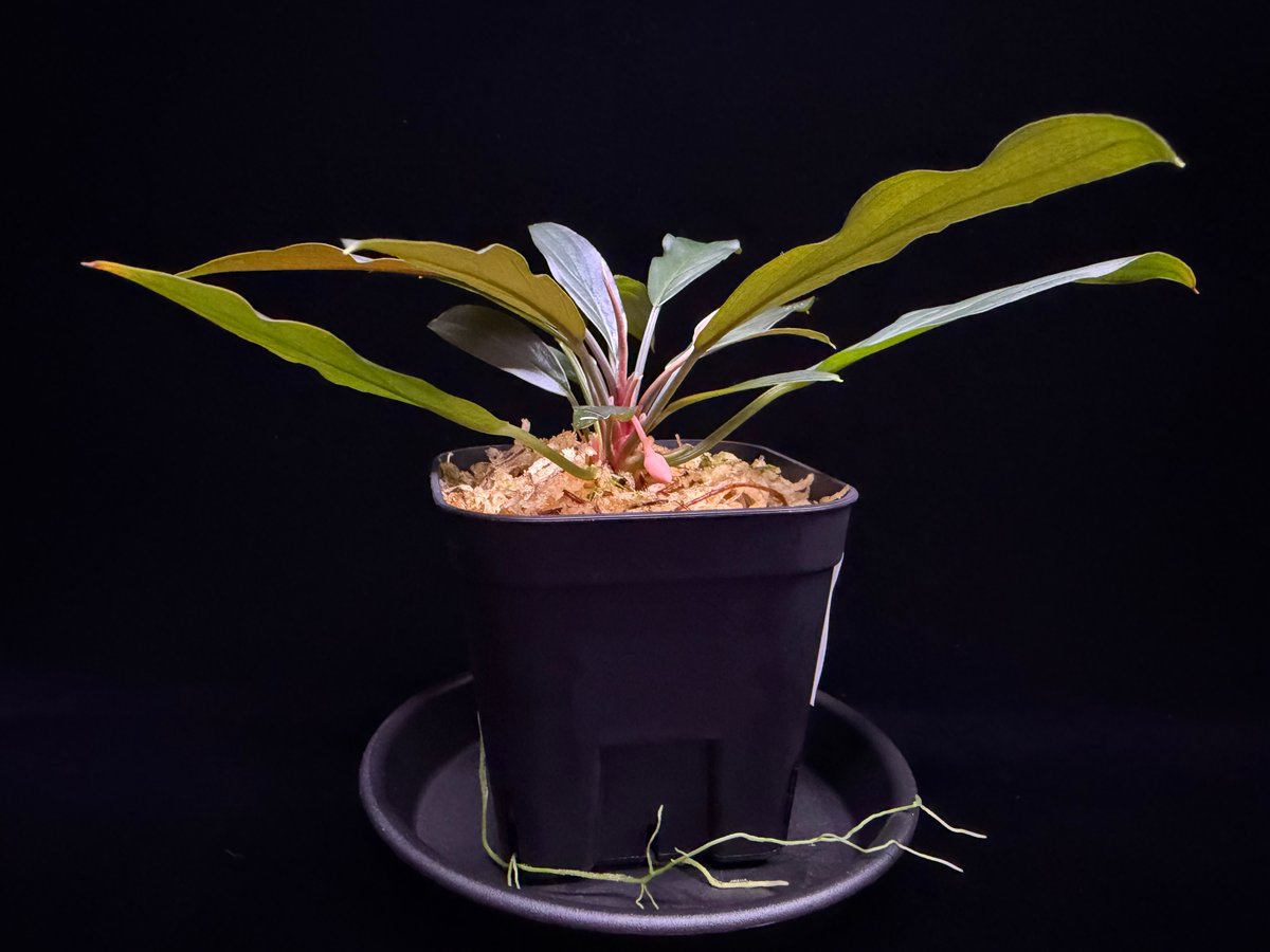 Homalomena sp. “濡烏” Riau sumatera【LA0518-02】LA便