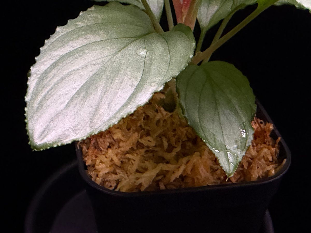 Homalomena sp. Bengkulu Sumatra T-140523 Di bel