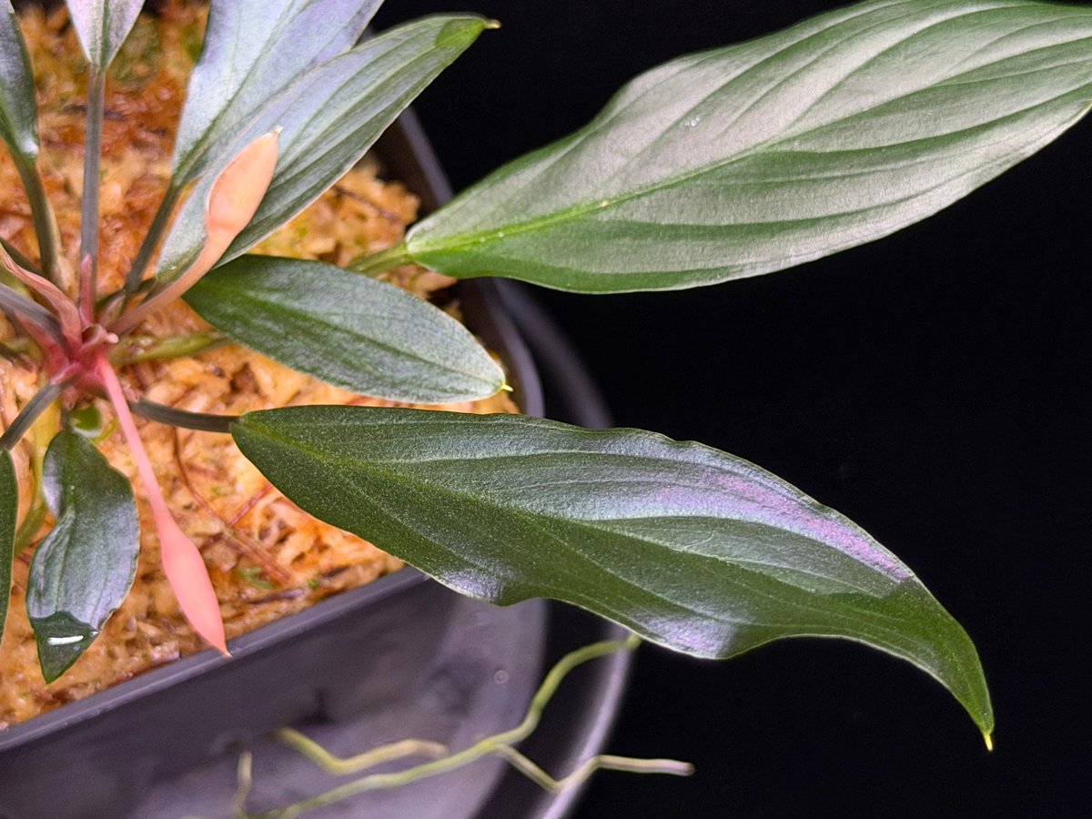 Homalomena sp. “濡烏” Riau sumatera【LA0518-02】LA便