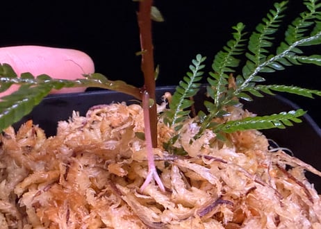 Selaginella sp. Ketapang Kal-bar T-04-0526　TZ便