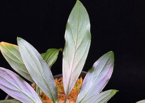 Homalomena sp. “濡烏” Riau sumatera【LA0518-02】LA便
