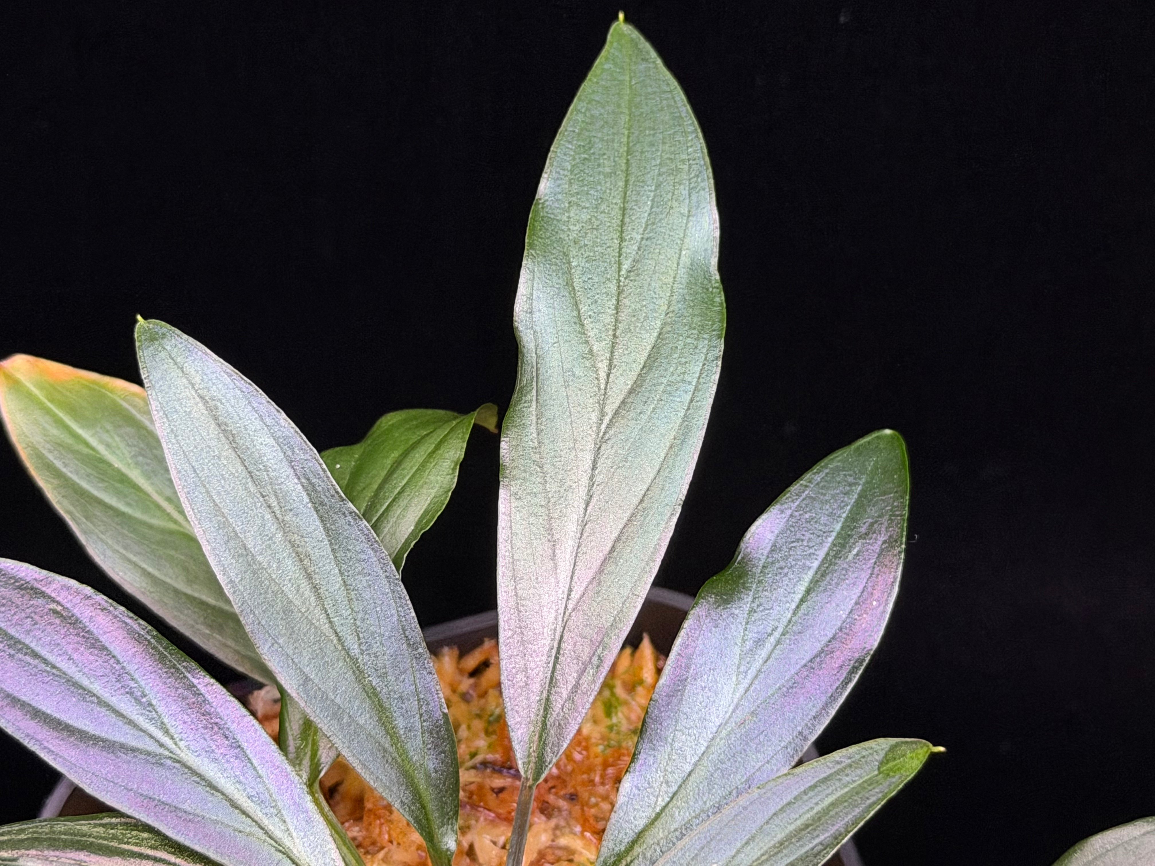 Homalomena sp 濡烏　Riau sumatera Homalomena sp. “濡烏” Riau sumatera【LA0518-02】LA便 | 369の杜