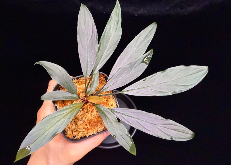 Homalomena sp. “濡烏” Riau sumatera【LA0518-02】LA便