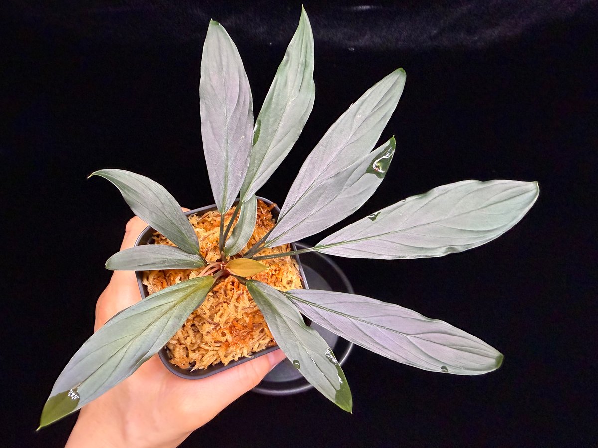Homalomena sp. “濡烏” Riau sumatera【LA0518-02】LA便