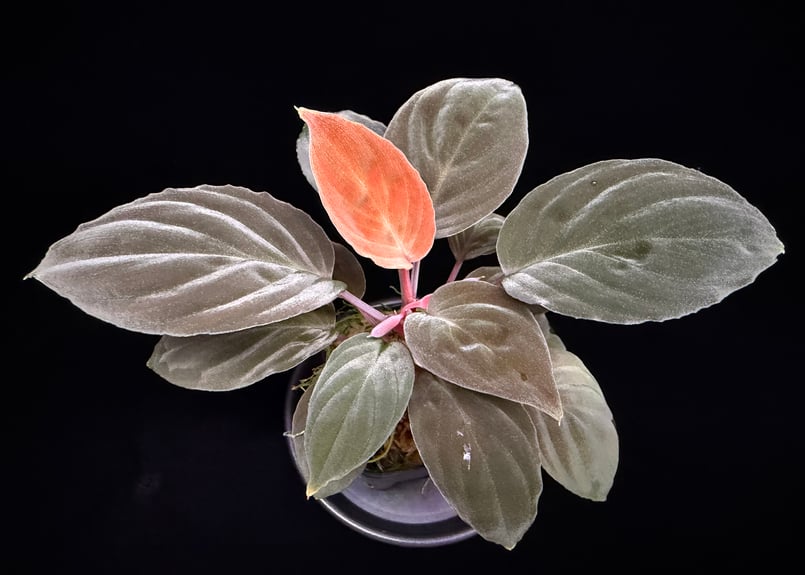 Homalomena sp 