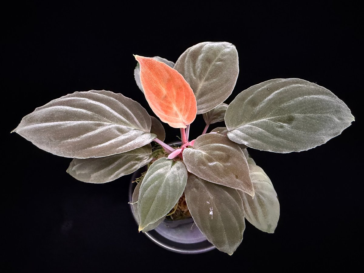 Homalomena sp 