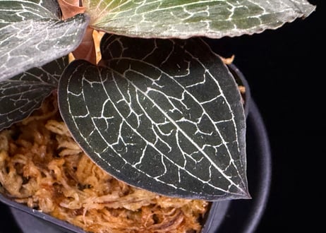 Anoectochilus Silver silkアネクトキルス シルバーシルク