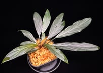 Homalomena sp. “濡烏” Riau sumatera【LA0518-02】LA便