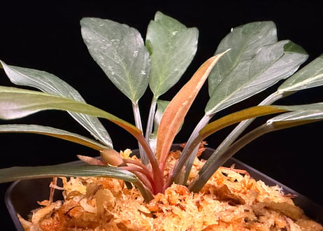 Homalomena sp. “濡烏” Riau sumatera【LA0518-02】LA便
