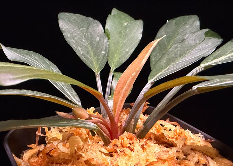 Homalomena sp. “濡烏” Riau sumatera【LA0518-02】LA便