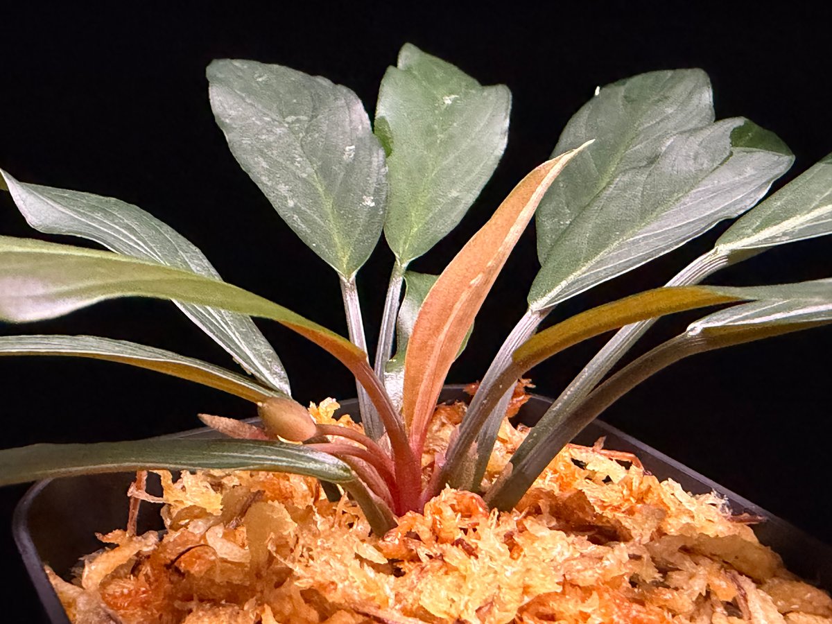 Homalomena sp. “濡烏” Riau sumatera【LA0518-02】LA便