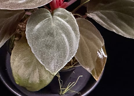 Homalomena sp "Red leaf" from Kalbar【AZ0823-2】AZ便