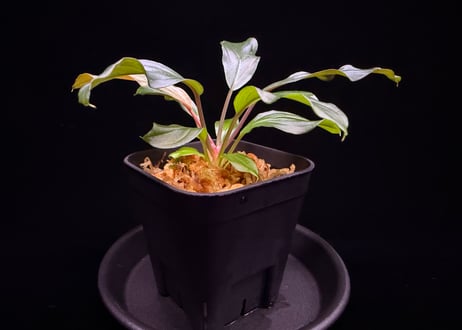 第三弾　Homalomena Hybrid【M0125-f1】