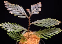 Selaginella sp. Ketapang Kal-bar T-04-0526　TZ便