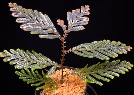 Selaginella sp. Ketapang Kal-bar T-04-0526　TZ便