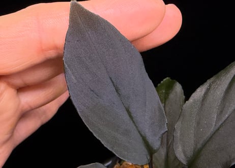 Homalomena sp. 黒錦　Sumatera Utara【ZOE0225-2p】トイ吉便