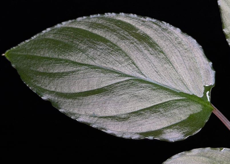 Homalomena sp from Lahat 【AZ1123-1】AZ便 | 369の杜(