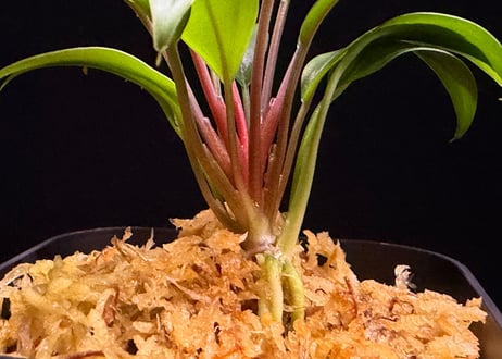 Homalomena sp. Pulau Beltung T-180723  TZ便