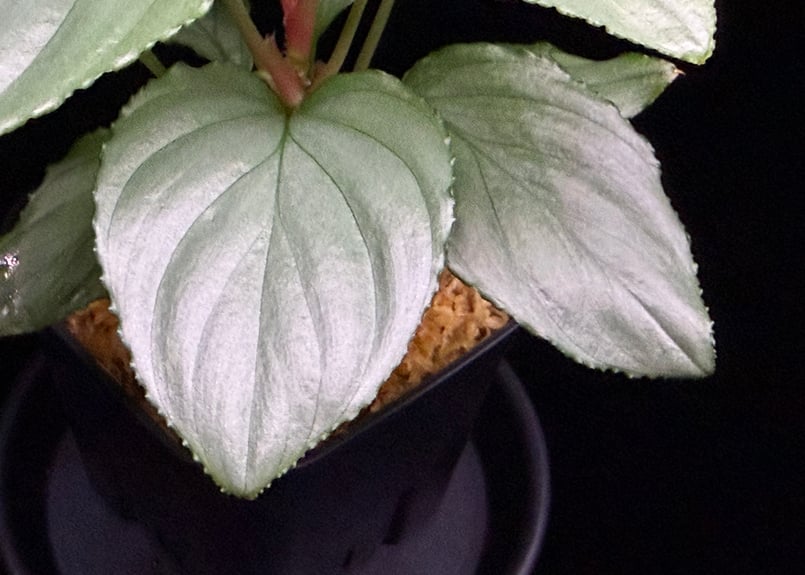 Homalomena sp. Bengkulu Sumatra T-140523 Di bel