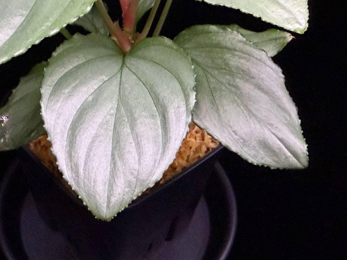 Homalomena sp. Bengkulu Sumatra T-140523 Di bel