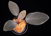 Homalomena sp "Sunshine "B.NN from Sibolga timur [AZ1223-2] AZ便