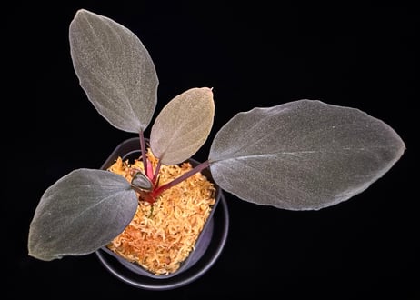 CATEGORY Homalomena | 369の杜(ミロクのもり)