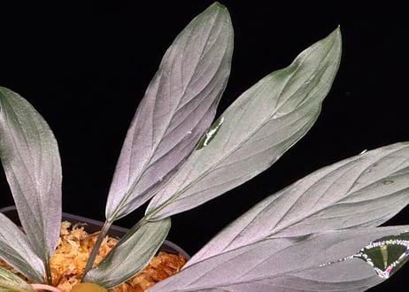 Homalomena sp. “濡烏” Riau sumatera【LA0518-02】LA便