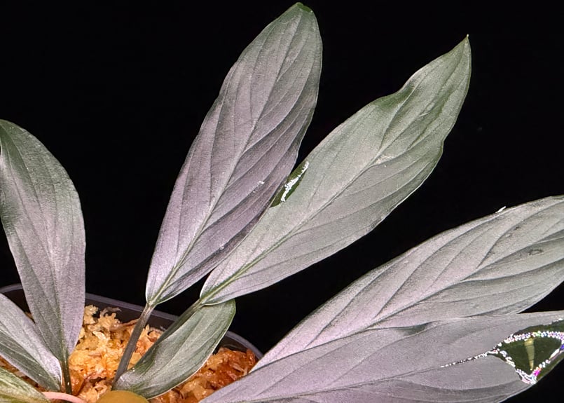 Homalomena sp. “濡烏” Riau sumatera【LA0518-02】LA便